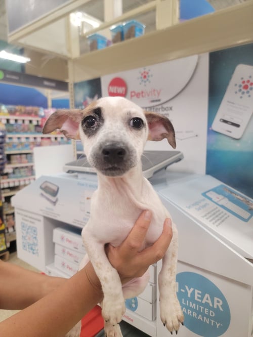 NIA - Jack Russell Terrier (Parson Russell Terrier) / Chihuahua available for adoption