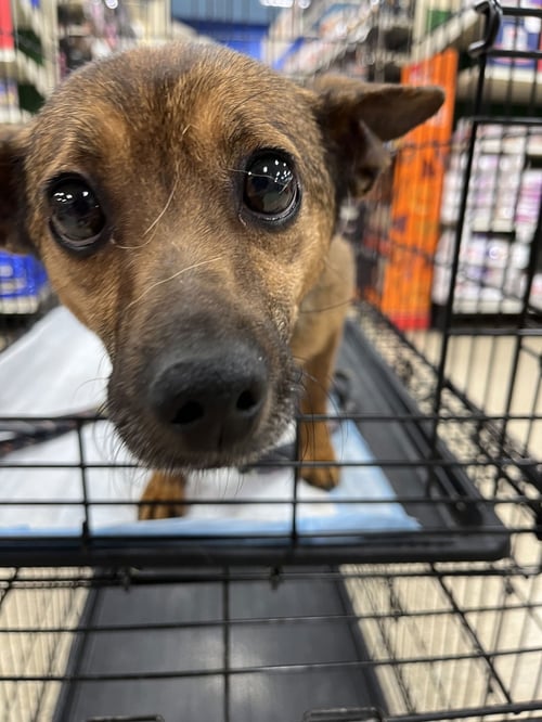 MIA FERAL - Terrier available for adoption