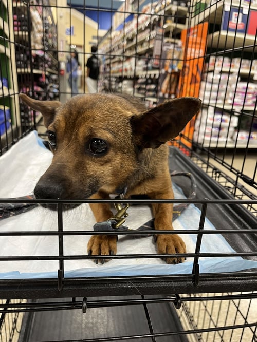 MIA FERAL - Terrier available for adoption