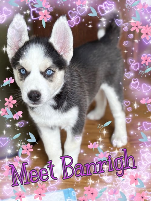 BANRIGH - Husky available for adoption