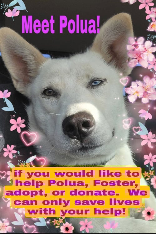 POLUA - Husky / Shepherd available for adoption