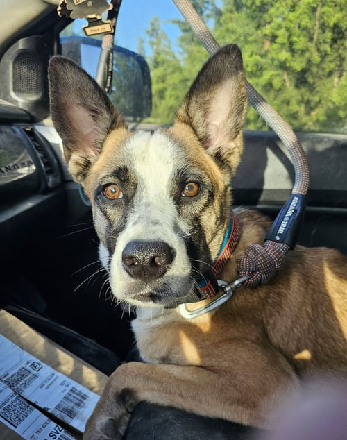 WHISKEY - Belgian Shepherd Malinois / Boxer available for adoption