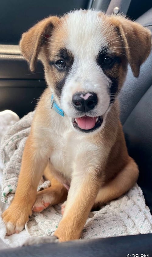 WHISKEY - Belgian Shepherd Malinois / Boxer available for adoption