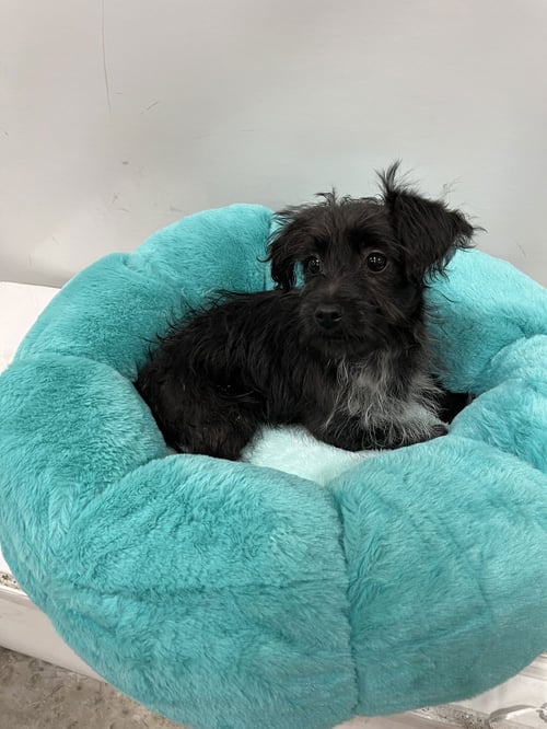 SHINER - Schnauzer available for adoption