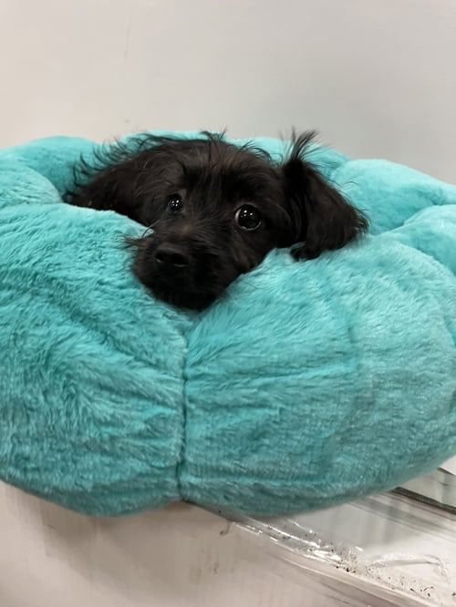 SHINER - Schnauzer available for adoption