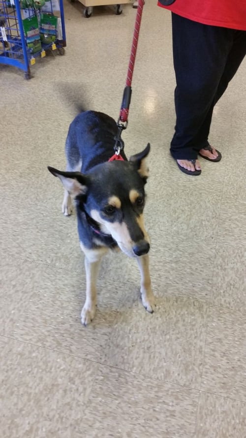 RENO - Labrador Retriever / Collie available for adoption