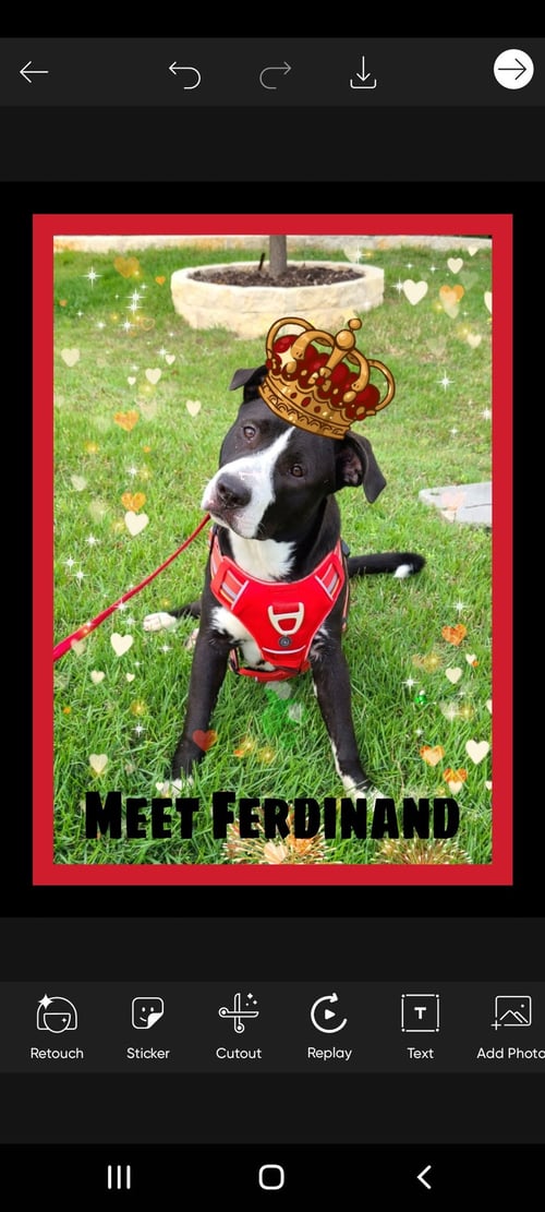 FERDINAND - Labrador Retriever / Pointer available for adoption