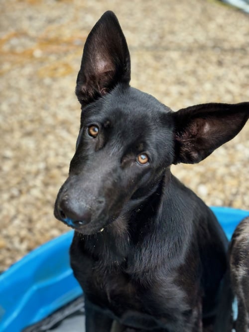 FIONA - Shepherd available for adoption