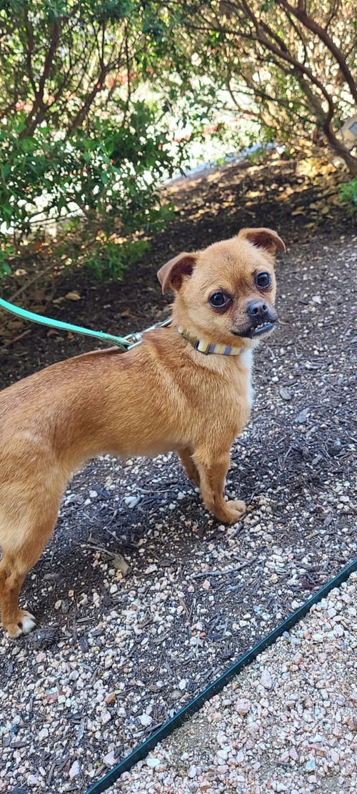 JUNA - Pug / Affenpinscher available for adoption