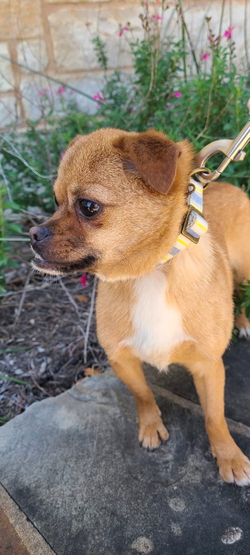 JUNA - Pug / Affenpinscher available for adoption