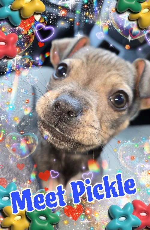 PICKLE - Chihuahua / Miniature Pinscher available for adoption