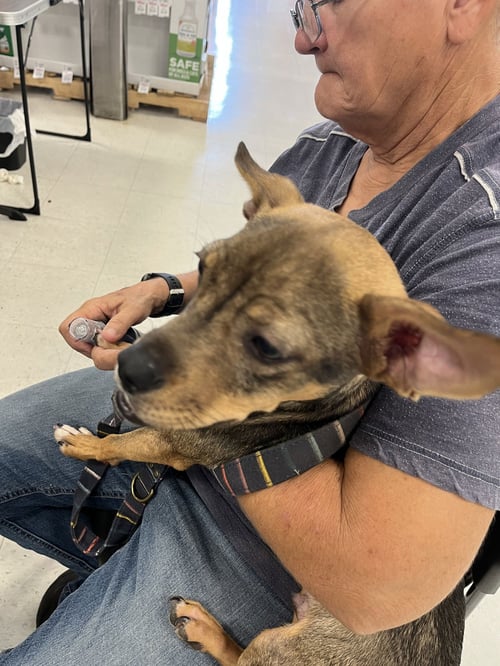 PICKLE - Chihuahua / Miniature Pinscher available for adoption