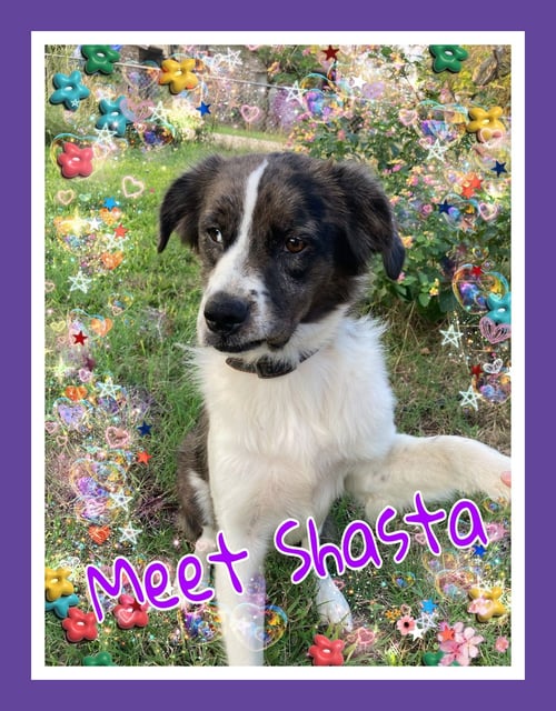 SHASTA - Australian Shepherd / Catahoula Leopard Dog available for adoption