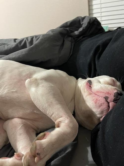 BOBA2 - American Staffordshire Terrier available for adoption