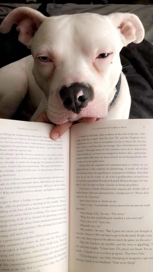 BOBA2 - American Staffordshire Terrier available for adoption