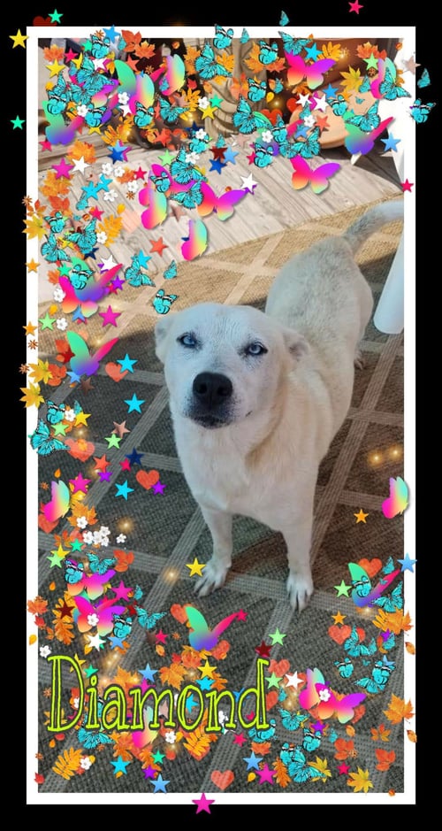 DIAMOND - Shepherd / Husky available for adoption