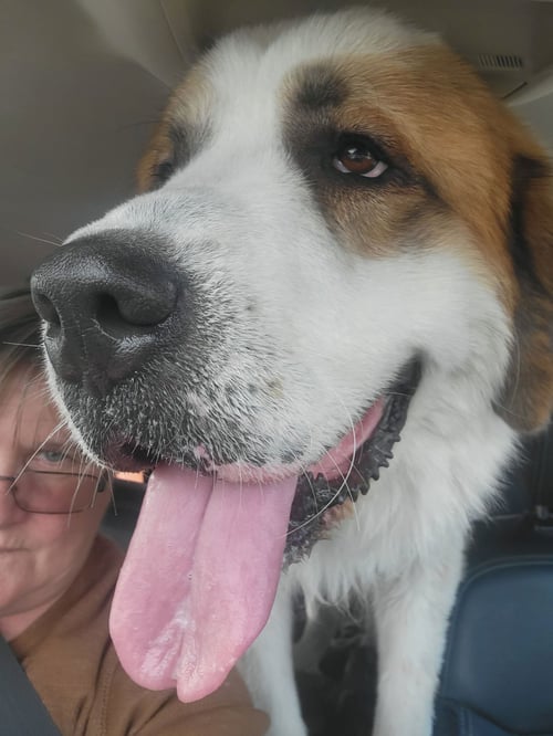 PREACHER - Saint Bernard available for adoption
