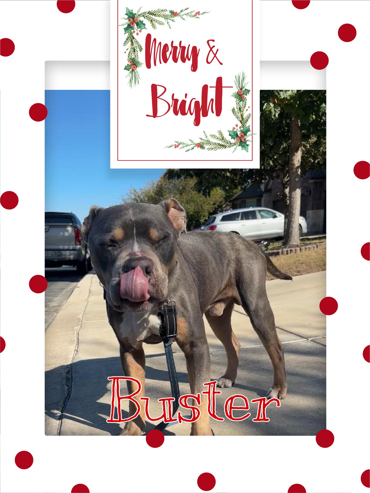 BUSTER - American Staffordshire Terrier available for adoption