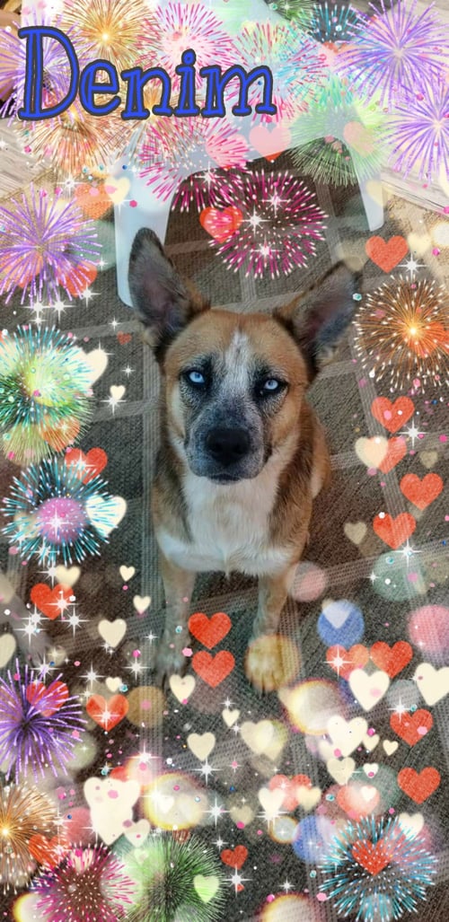DENIM - Husky / Shepherd available for adoption