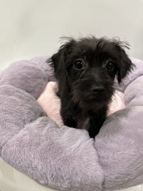 SHANNA - Schnauzer available for adoption