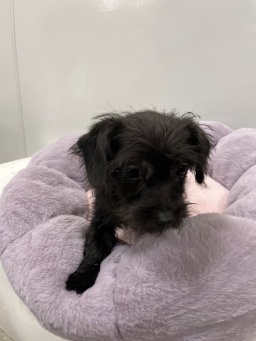 SHANNA - Schnauzer available for adoption