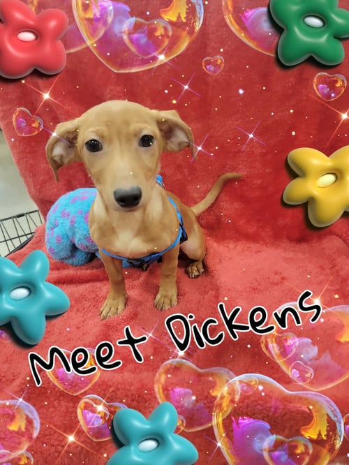DICKENS - Dachshund available for adoption