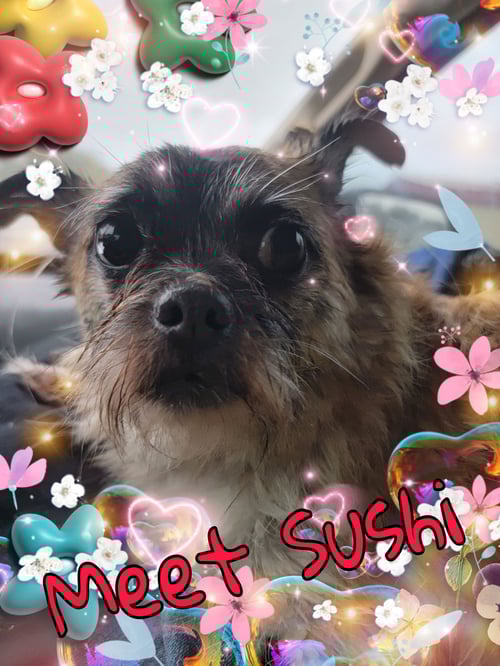 SUSHI - Pug / Shih Tzu available for adoption