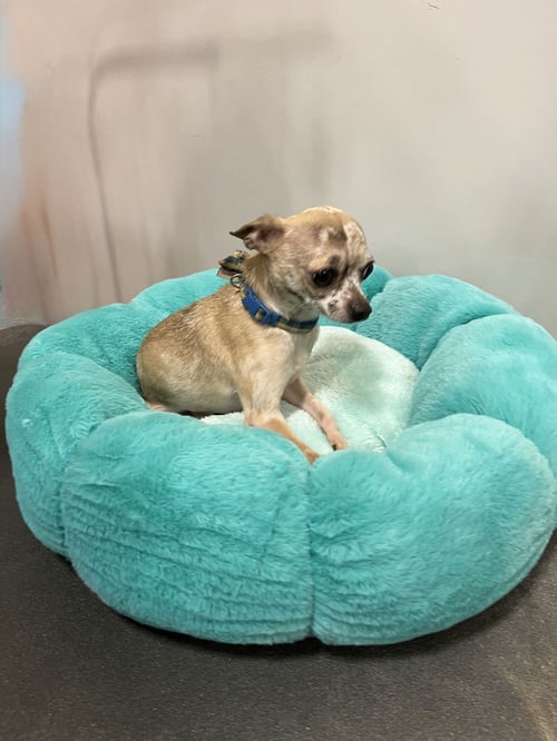 PICASSO - Chihuahua available for adoption