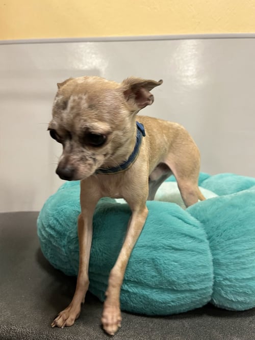 PICASSO - Chihuahua available for adoption