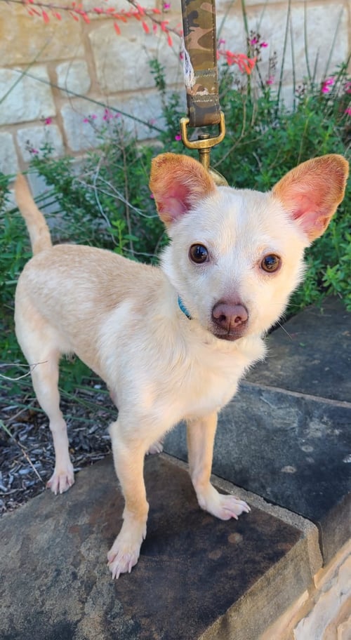 SWEET POTATO - Chihuahua / Parson Russell Terrier available for adoption