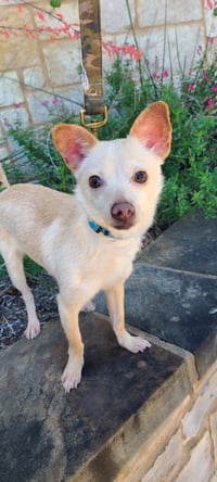 Sweet potato - Photo 3