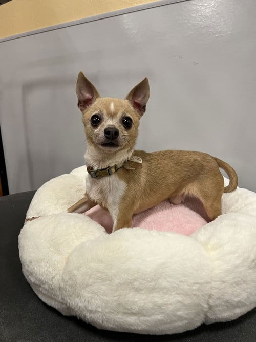 VAN GOGH - Chihuahua available for adoption