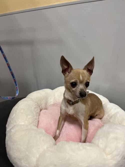 VAN GOGH - Chihuahua available for adoption
