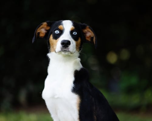DODGER - Husky / Beagle for adoption in Atlanta