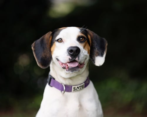 FARRAH - Beagle for adoption in Atlanta