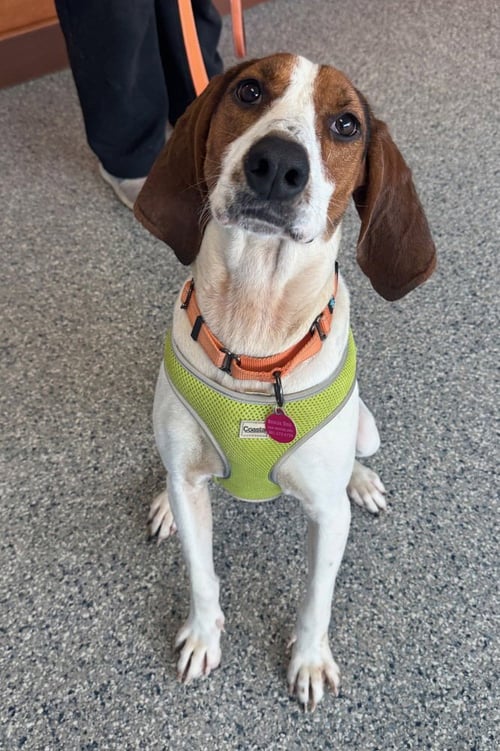GIGI - Hound available for adoption