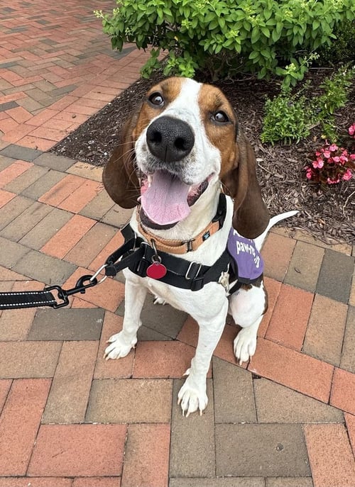 GIGI - Hound available for adoption
