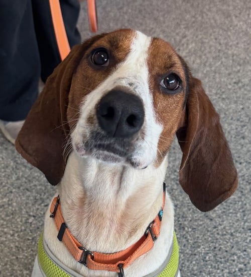 GIGI - Hound available for adoption