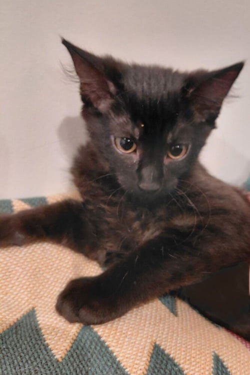 FIFI - Domestic Short Hair available for adoption