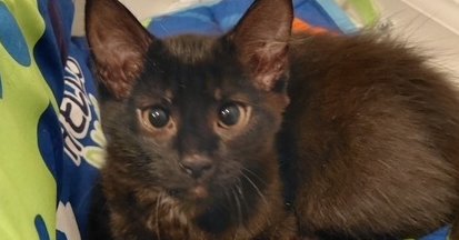 FIFI - Domestic Short Hair available for adoption