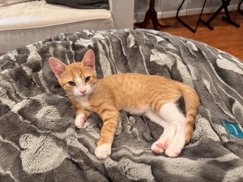 DIOR - Domestic Short Hair available for adoption