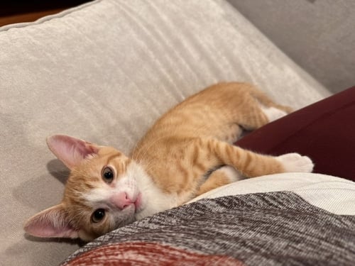 DIOR - Domestic Short Hair available for adoption
