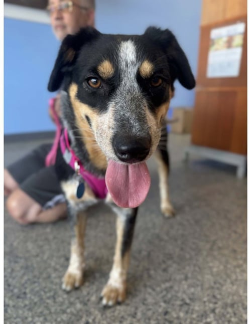 BLUEY - Australian Cattle Dog/Blue Heeler / Australian Cattle Dog/Blue Heeler available for adoption