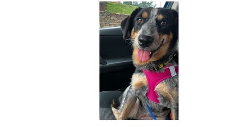 BLUEY - Australian Cattle Dog/Blue Heeler / Australian Cattle Dog/Blue Heeler available for adoption
