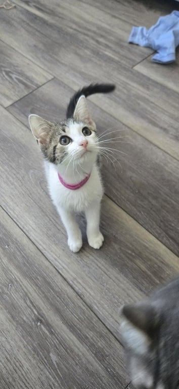 Fiona Image