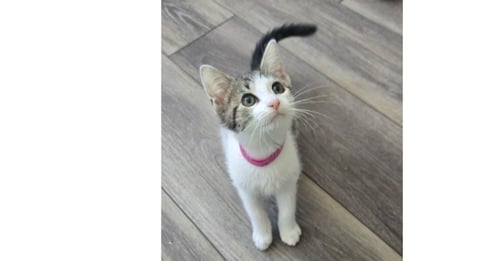 FIONA - Domestic Short Hair available for adoption