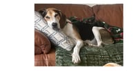 Huck - Photo 2
