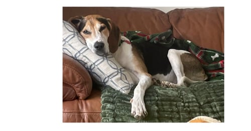 HUCK - Hound / Treeing Walker Coonhound available for adoption