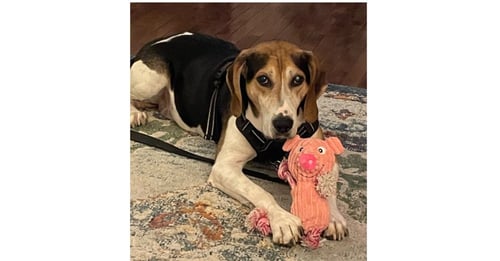 HUCK - Hound / Treeing Walker Coonhound available for adoption