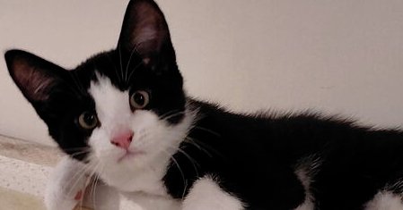 THEO - Domestic Short Hair available for adoption